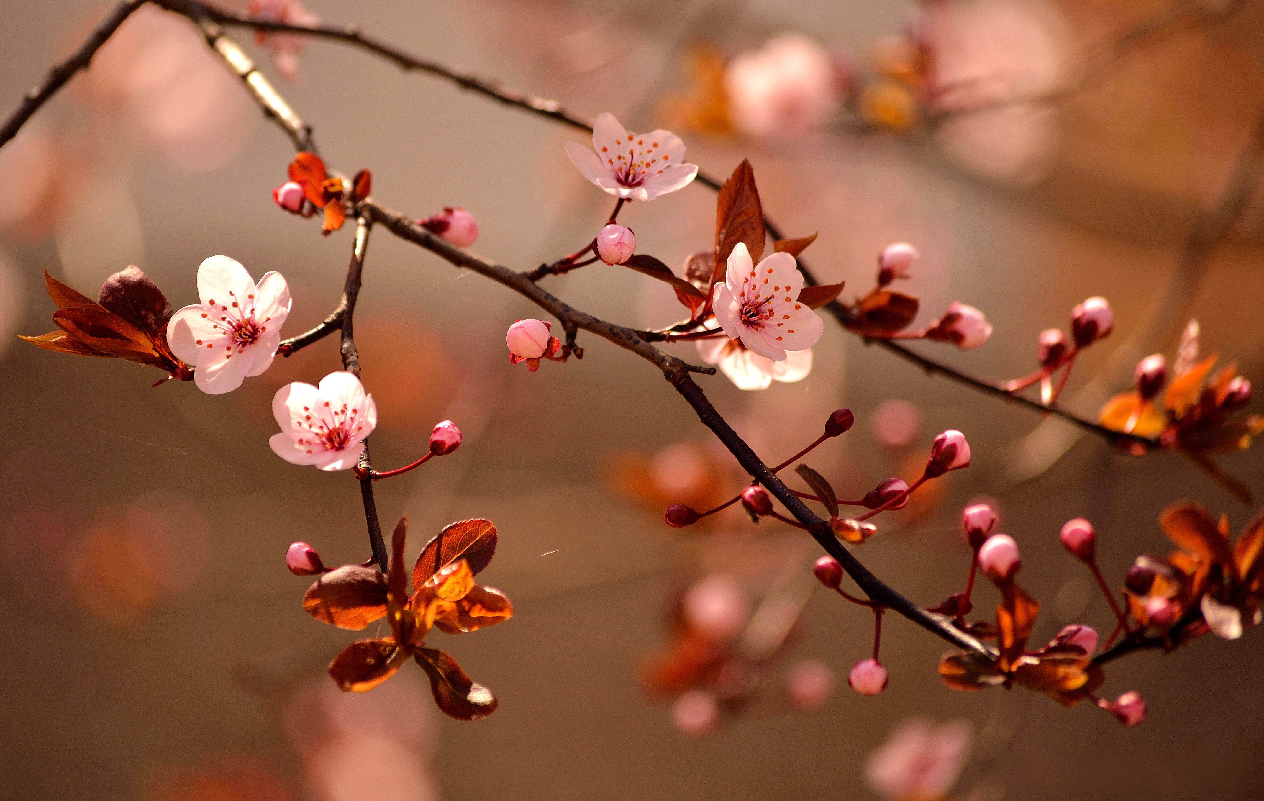 Beautiful,Flowering,Japanese,Cherry,-,Sakura.,Background,With,Flowers,On